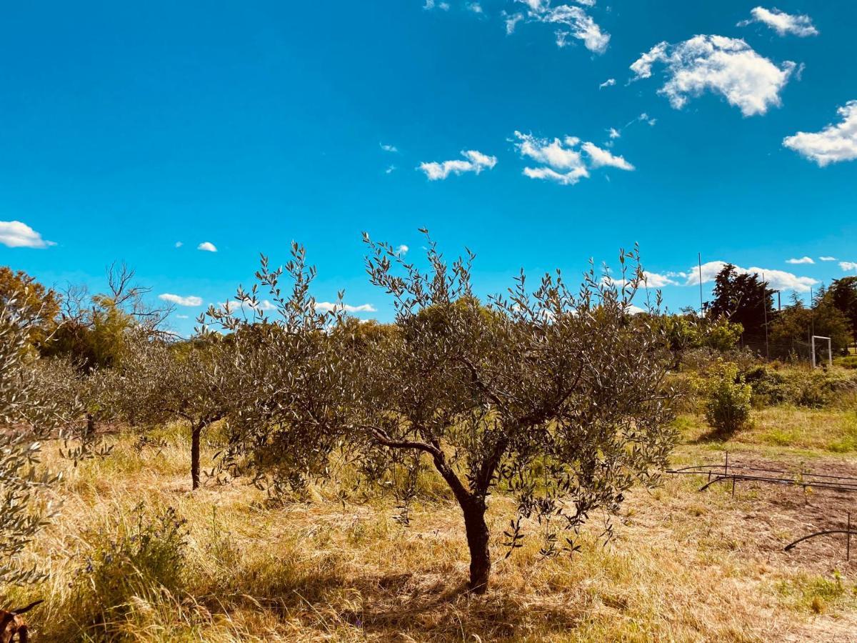 Il Nuraghe Del Coghinas Oschiri